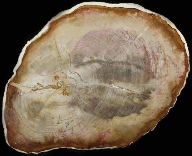 Petrified Wood (Tropical Hardwood) Slab - Indonesia #41903